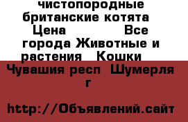 чистопородные британские котята › Цена ­ 10 000 - Все города Животные и растения » Кошки   . Чувашия респ.,Шумерля г.